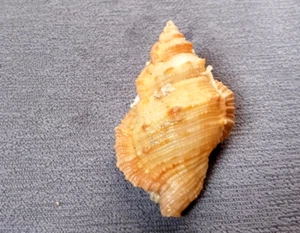 Bufonaria margaritula 56 mm GEM bonito patrón de color oxidado-amarillento ¡¡GUAU!!! - Imagen 1 de 5