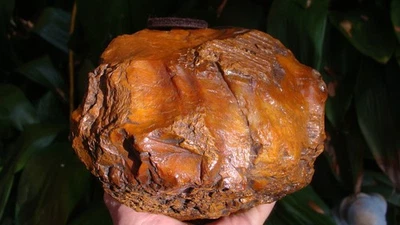 卓越 9 磅工作 FOSSIL 珊瑚头佐治亚州佛罗里达箭头 ~ 1 ~ — 第 1/4 张图片