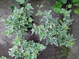 9 Efeu Hedera helix Little Diamant ,die sehr schöne für Balkonund Terrasse - Bild 1 von 1