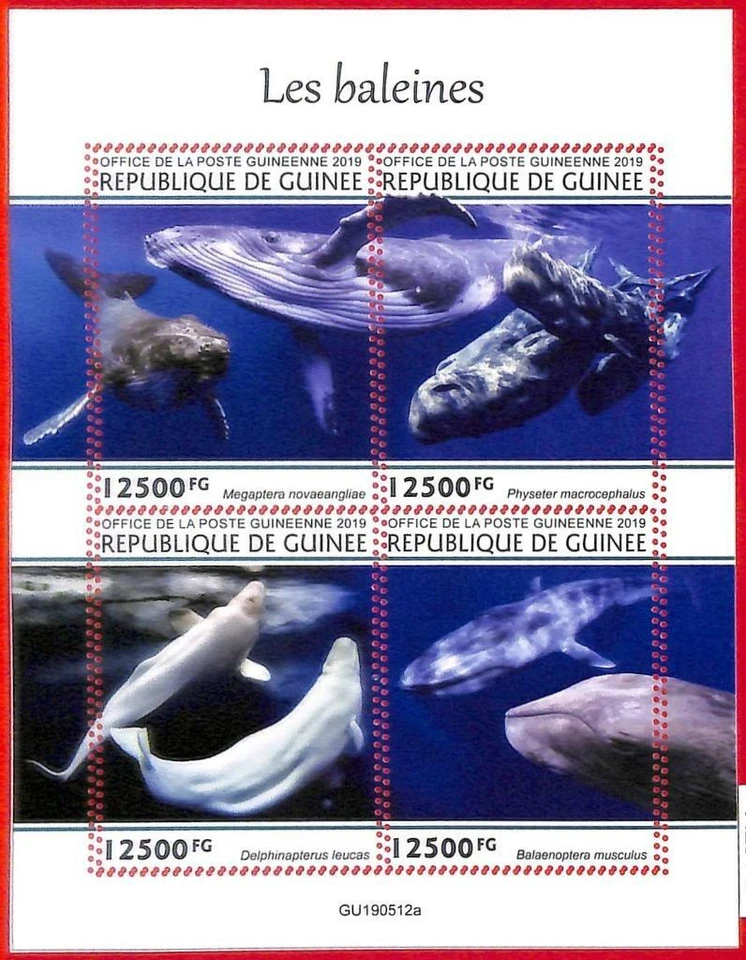 A1971 - ГВИНЕЯ, ОШИБКА: MISSPERF, МИНИАТЮРНЫЙ ЛИСТ - 2019, киты, морская жизнь - Изображение 1 из 1