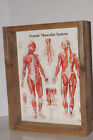 Système musculaire carte féminine : tableau mural stratifié encadré boîte d'ombre bois