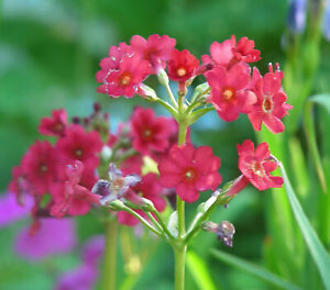 Primula Japonica : 100 Seeds : Japanese Candelabra Primrose : Reds & Pinks 