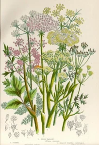 1899 Antique Print = CICUTA AGLINA (93) Plants Flowers CHROMOLITHOGRAPHY by Pratt - Picture 1 of 1
