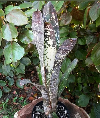 BUY ANY 3 SAVE 15% BROMELIAD Billbergia NOVENA Distinctive Hybrid - 14" Plus Pla - Image 1 of 4