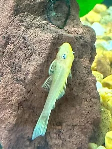 Blue Eye Lemon Bristlenose Pleco Standard Fin | USA Home-bred - Picture 1 of 7
