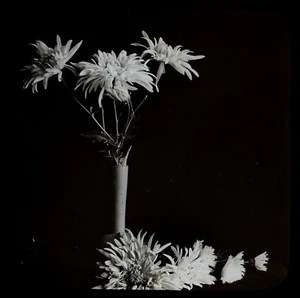 ANTIGUA Linterna Mágica Diapositiva CRISANTEMOS C1900 ESTUDIO FOTOGRÁFICO DE FLORES - Imagen 1 de 3