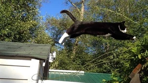 Steeleye Span: "Classic Rock Legends" DVD (NM) NTSC All Region [maddy prior Q - Picture 1 of 1