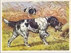 1952 Dog Art Print Austria Tobacco Company Bildwerk Card Large B/W Munsterlander