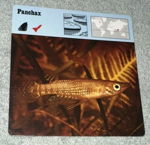Vintage 1976 Animal Card - Panchax - Printed In Japan - Picture 1 of 4