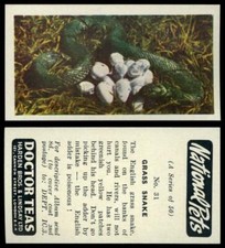 Grass Snake #31 National Pets 1961 Doctor Teas Card