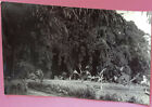 Bali, Indonesia, Photo Post Card 1920-30 Landscape, Banyon Tree One Acre