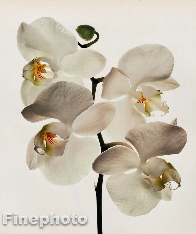 1980 Vintage IRVING PENN Botanical White ORCHID Flower KROMEKOTE Photo Art 12X16 — 第 1/1 张图片
