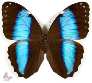 Morpho achilles/helenor - Male,UNMOUNTED butterfly - Picture 1 of 1