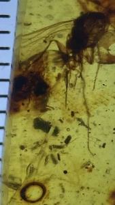 CHEAP Tiny Lizard Skin & Insects, Rare Fossil In Genuine Burmite Amber, 98myo - Picture 1 of 6