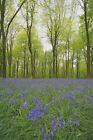British Wild Flower - English Bluebell  - 100 Seeds
