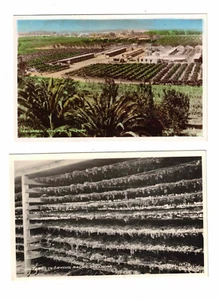 Vintage Photos x 2 c1940s Irrigated Vineyard & Sultanas, Mildura. Vic. No.9 & 18 - Picture 1 of 1
