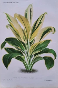 1886 Dracaena Don Pedro Pastor. Chromo Print. J Linden. L'Illustration Horticole - Bild 1 von 7