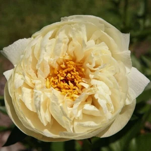 5 semi di peonia "Vaniglia grappa" - Foto 1 di 1