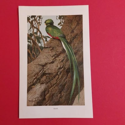  Orig.(1915) Chromolithographie  Quesal  - Bild 1 von 3