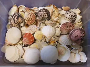 220 PIECE Lot OF Seashells Clam BEAR CLAW FLUTEDSHELLS CRAFTS DRY & Cleaned 1-3" - Picture 1 of 5
