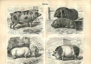 Vieux Tableau - Thème " Cochons " De 1895 (BE-2) - Imagen 1 de 1