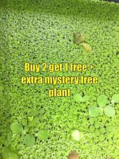 1000+ Duckweed (Lemna minor) Indoor Grown Buy 2 Get 1 Free + Extra Mystery Plant