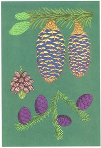 Zapfen & Samen von Tannenbäumen von Katie Scott, Arboretum, 2022 --neue POSTKARTE - Bild 1 von 2