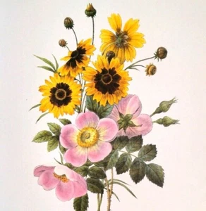 Redoute Floral Bouquet Coreopsis Botanical Flowers Vintage Print Book Plate 20 - Picture 1 of 3