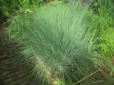 Helen'S,BLUE RUSH,POND.WATER,花园,房屋,植物,100% 有机种植,PA # OOO5DL — 第 1/4 张图片