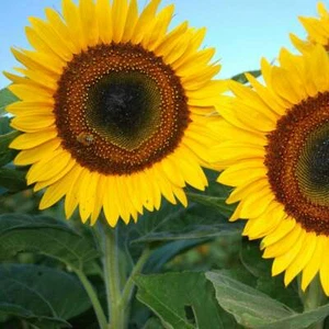 Taiyo Giant Sunflower - 5+ seeds - Graines - Semillas - Samen - He 022 - Picture 1 of 1