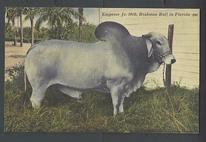 Ca 1939 PPC* BRAHMAN BULL IN FLORIDA LINEN MINT - Picture 1 of 1