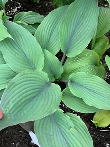 Hosta ‘ Holar Mystic Purple ’ Plantain Lily Plant Shipping Spring 2025 - Picture 1 of 4