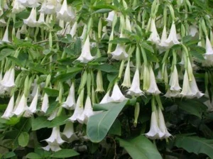 **GIANT WHITE** Brugmansia Angel Trumpet Plant** Fragrant Large White Flowers** - Picture 1 of 11