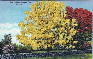 Der goldene Duschbaum Postkarte 1B-H1477 unbespielt - Bild 1 von 2