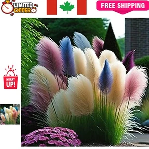 Cortaderia Selloana - 300+ Rare Mix Color Pampas Grass Seeds for Garden Decor - Picture 1 of 3