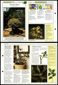 Sweet Olive #72 Easy-Care Success With House Plants 1990 Fold-Out Card - Picture 1 of 1