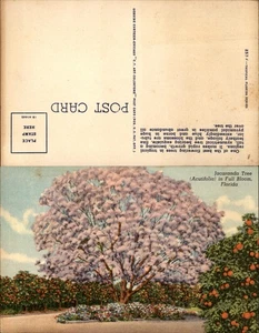 Tarjeta Postal Tropical Florida De Colección - JACARANDA TREE - Sin Usar - Imagen 1 de 1