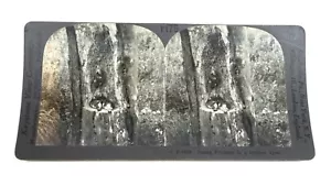 TARJETA KEYSTONE STEREOVIEW JOVEN PARPADEA EN UN ÁRBOL HUECO ENVÍO GRATUITO - Imagen 1 de 2