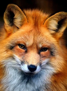 FOX (25) CROSS STITCH PATTERN - Picture 1 of 2