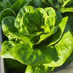 Lettuce All Year Round Seeds x 450 - Butterhead Crisp Heritage Vegetable Salad - Picture 1 of 6