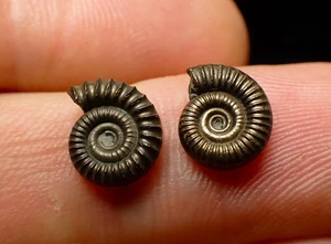 Matched pair of Crucilobiceras pyrite ammonite fossil (10 mm) Jurassic Coast UK - Picture 1 of 4