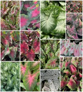 Fancy-Leaf CALADIUM Bulbs~YOU CHOOSE QUANTITY & COLOR!~Red/Pink/White~Angel Wing - Picture 1 of 29