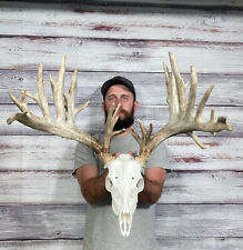 New ListingDark Big Typical 230â€� Real Whitetail Skull 31pt Antler Horn Deer Mount Taxidermy