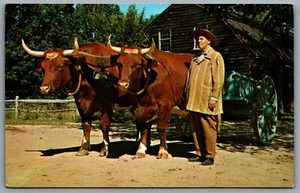 Postcard Old Sturbridge Village MA c1960s Farmer With His Ox Cart and Oxen - Picture 1 of 2