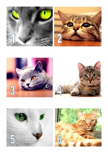 Edible Cat Kittens style edible A4 Icing Sheet Iced Cake Topper 6 designs - Picture 1 of 9
