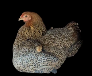 6x Beautiful Bantam Wayondotte Hatching Eggs (UK) - Picture 1 of 4