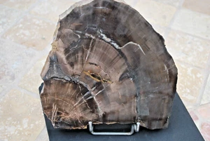 OREGON FOSSIL WOOD - Picture 1 of 4