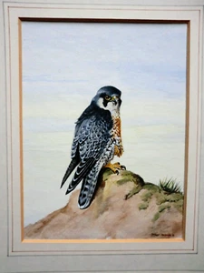 Original Tony Parish Painting of a Peregrine Falcon (1981) Bird of Prey, Hawk - Picture 1 of 5
