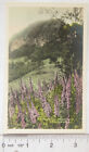 vintage Postcard Foxgloves in Lakeland