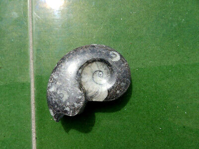 Fosiles Ammonite    Excelente  Manticoceras (goniatite) De Marruecos  -  5b19   • 12.20€